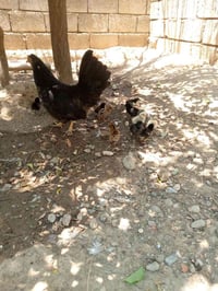 دجاجه • ١٠ صواصي