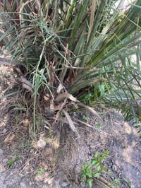 فسائل • تبرزل • التاجي