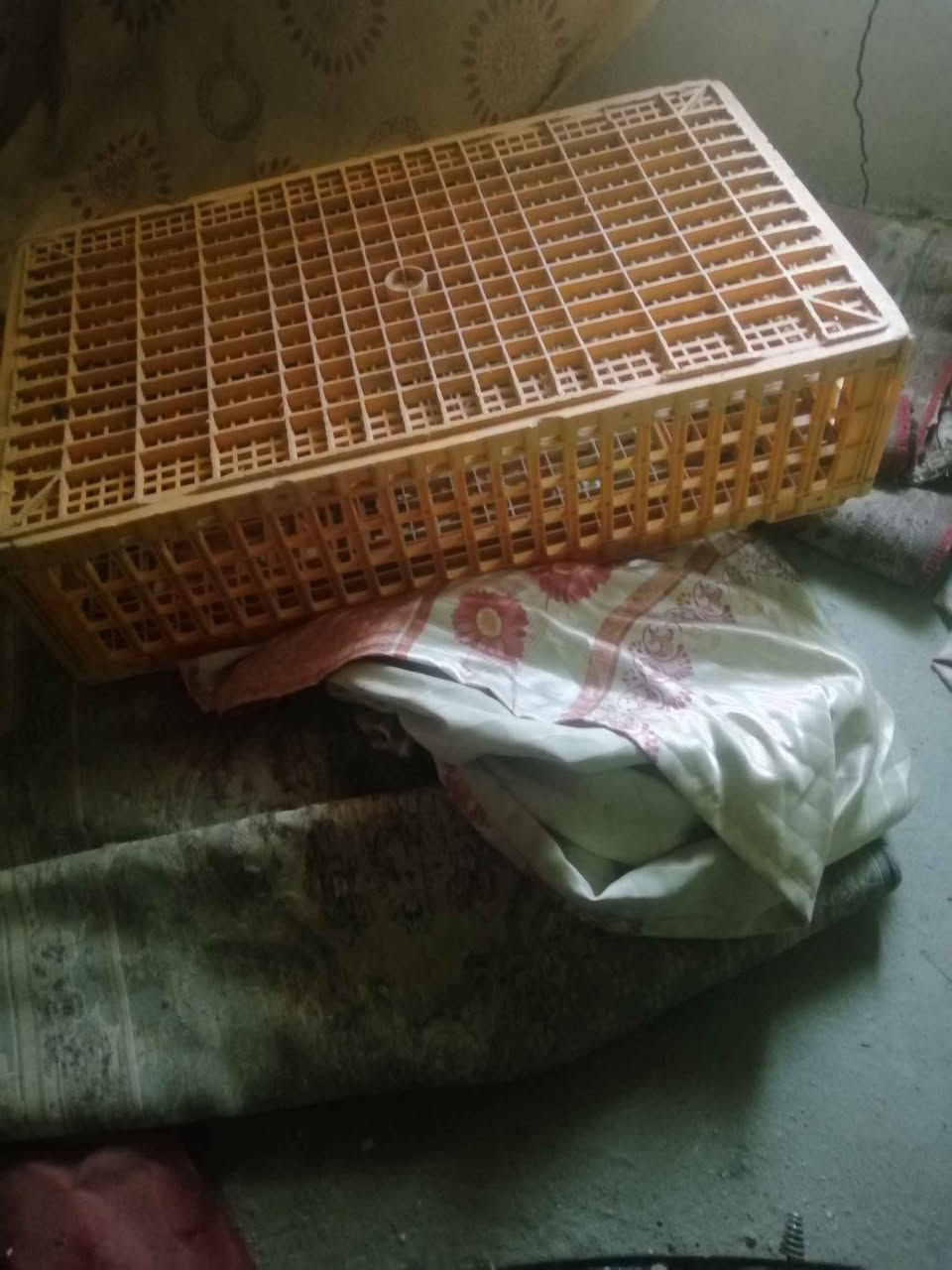 صناديك ثنين و سنك مستعملا ورايدهن 40 كربلاء, العراق


**إذا كنت صاحب هذا الإعلان وتريد حذفه لأي سبب، رجاءا أرسل رسالة إلى الدعم الفني**