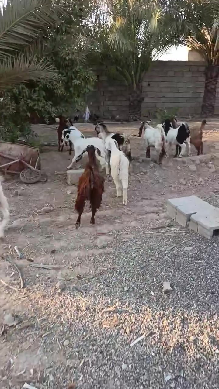 بسم الله متاح جدايه عدد (١٠) بيهن صخلتين والباقي افحل  سمان ومعلوفات حنطه المكان العلم الشراي يتصل الخاص مغلق ***********
