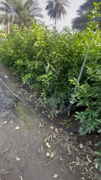 يتوفر لالنكي سندان ارتفاع ٢ متر اسعار جمله فقط مكاني بغدادالحزيره استف...