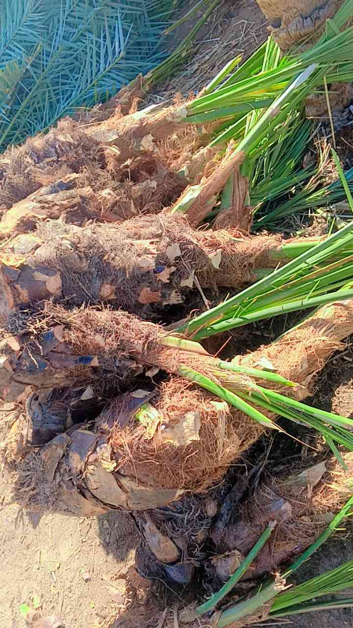 متوفر فسائل ام البلاليز ٤٠ فسيله سعر الفسيله 75 مكاني كربلاء ***********
