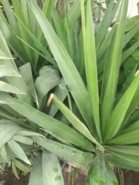 شتلات فواكه • تين تركي • المسيب الشيوخ