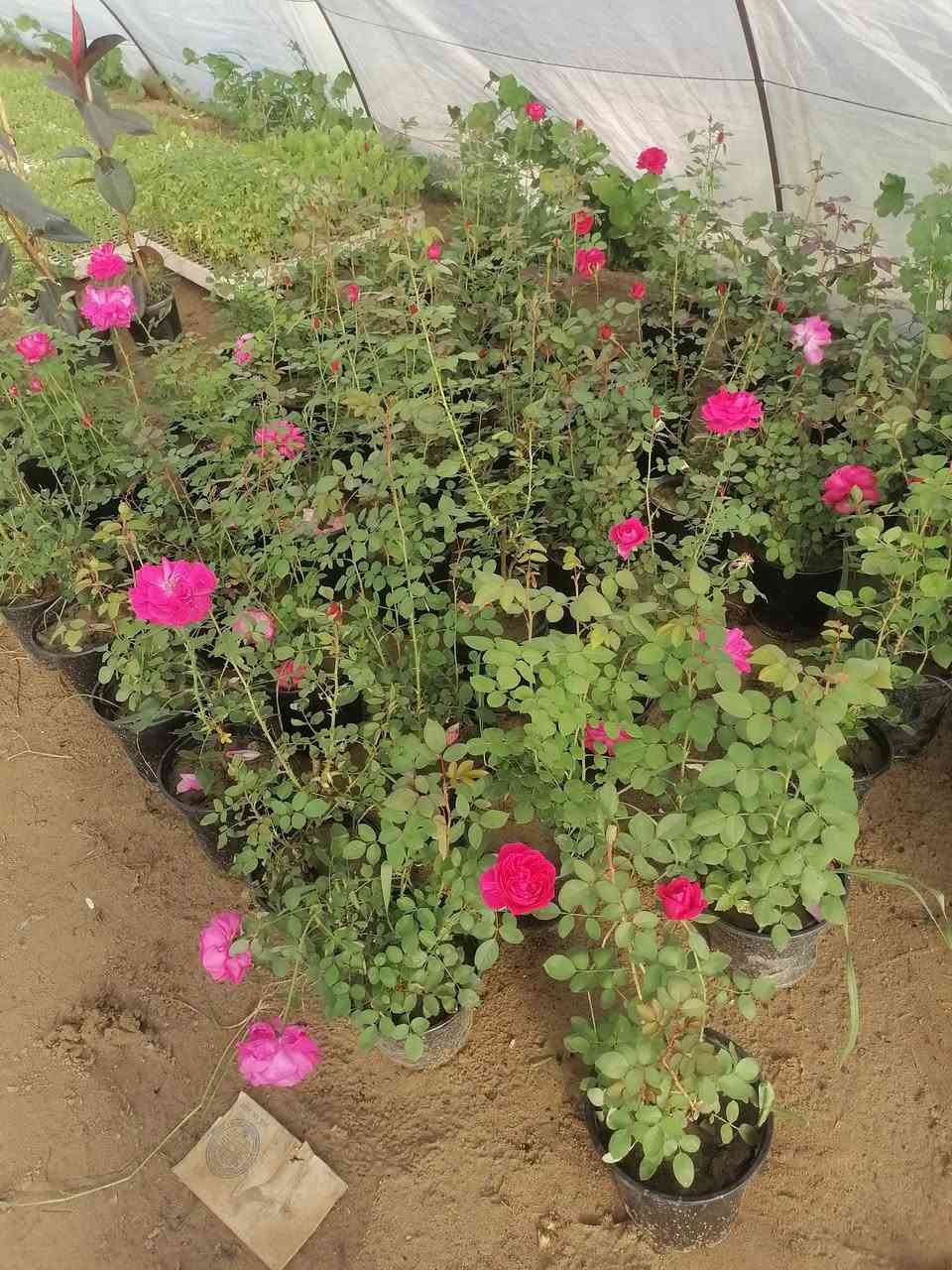 السلام عليكم يتوفر ورد جوري عراقي عطري.  والورد الإيراني اللوان في مشتل الرحمن العنوان محموديه مقابل معمل البسكت الحمراء اهلا وسهلا بالجميع***********
