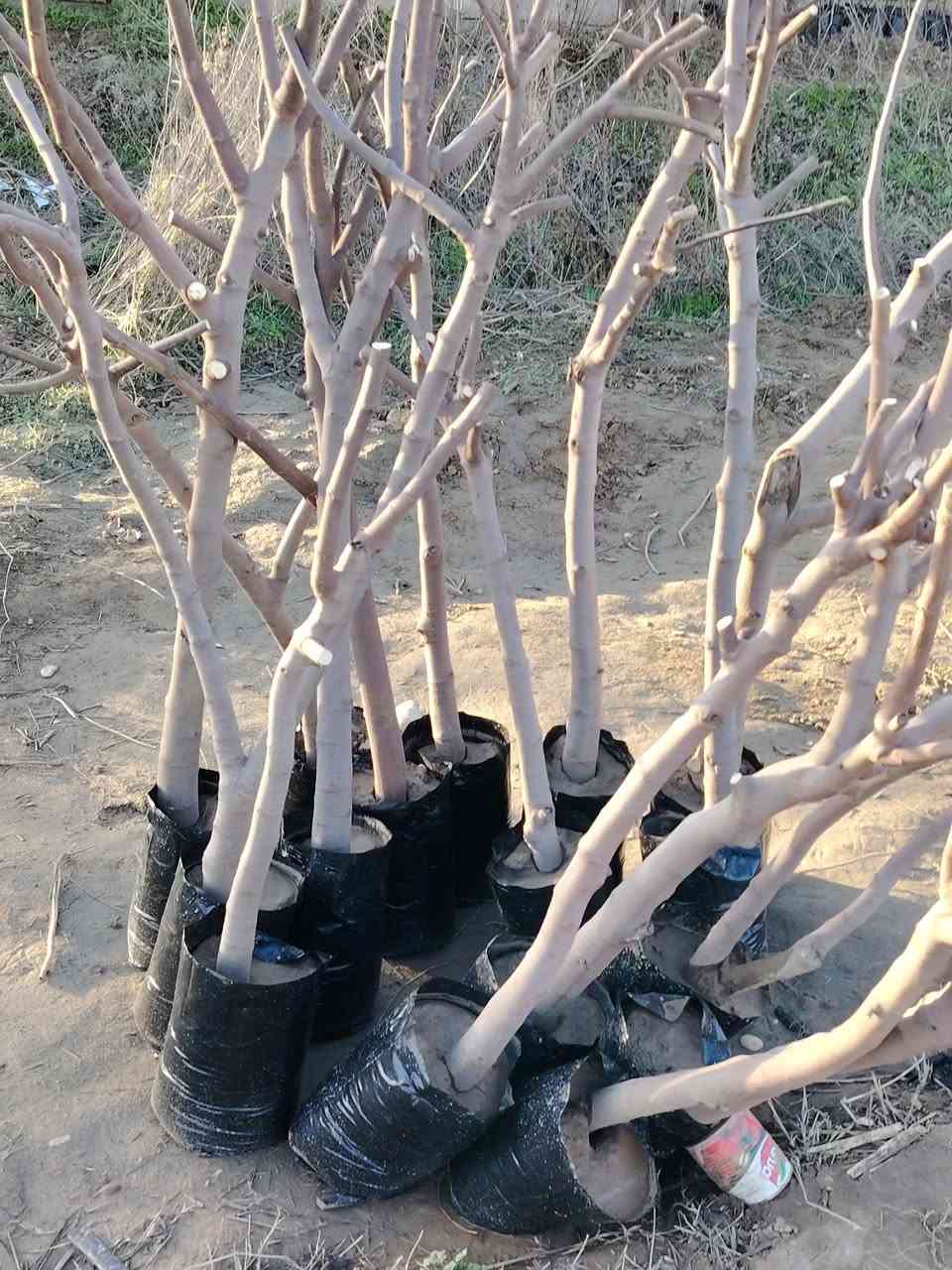 احسن شتلات تین متوفر بسعر من ١٠ تألف ل٣ تألف الشتله
🟨 تین اصفر عسلی تركي عمر سنه
⬛️ تین اسود بني مسلم عمر ٤ سنوات شرط جذر
◾️تین اصفر  عسلی الاسبانی عمر سنه

اارتفااع الشتله ١٧٥ سم الى مترين

عنون ناحية حمام العليل

 نقطه داله قرب ملعب قبر العبد الرياضي

واتساب ***********
خدمة توصيل عل مشتريه موجود
