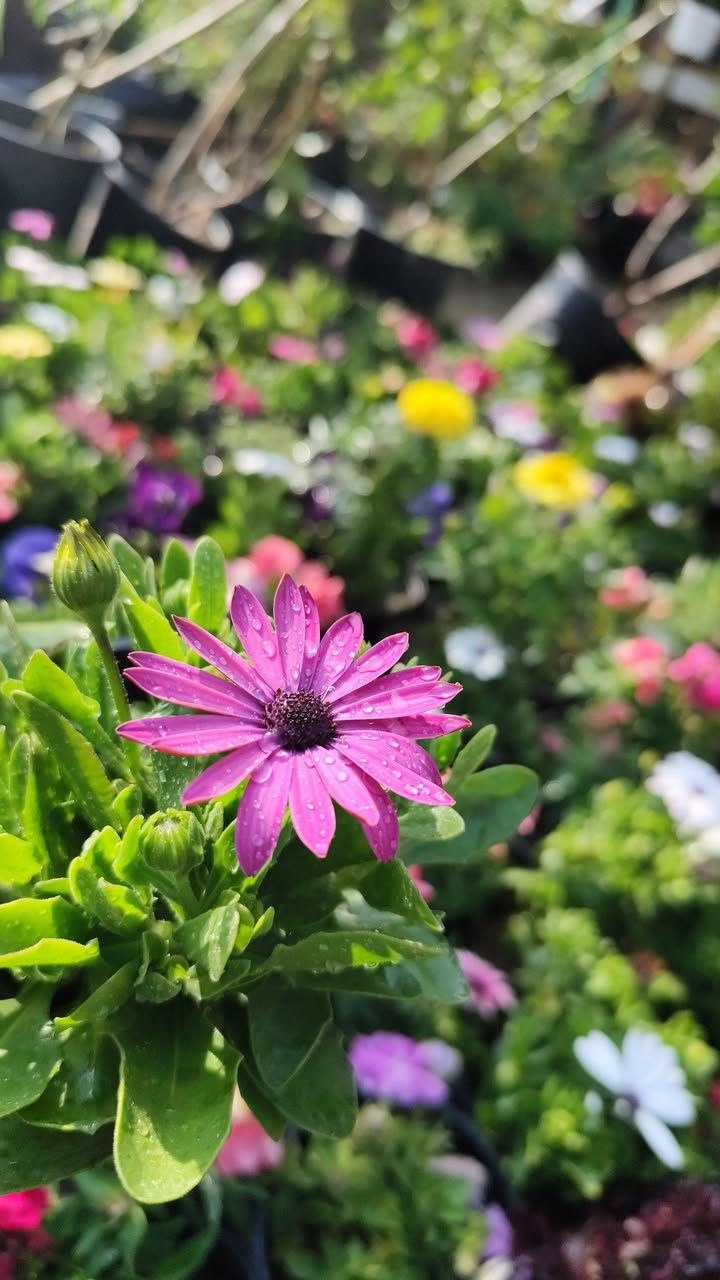 مشتلنا انسب الاسعار سوق الشيوخ البطاط قرب السيد البطاط عالشط


**إذا كنت صاحب هذا الإعلان وتريد حذفه لأي سبب، رجاءا أرسل رسالة إلى الدعم الفني**