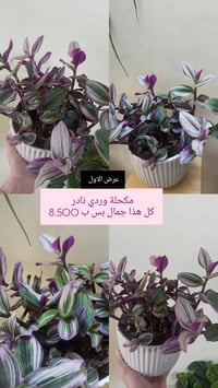 نباتات ظلّية • بابونج • توصيل الموصل