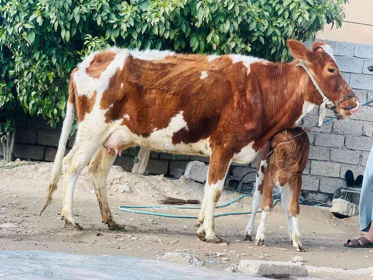 السلام عليكم ورحمه الله وبركاته بقره والده بيه فره بل حليب الحليب خير من الله السعر مليون 950 وبيه مجال الاستفسار ع هاذه الرقم *********** الموقع ناحيةالزاب ملاحظه يرهم مراوس بحلال
