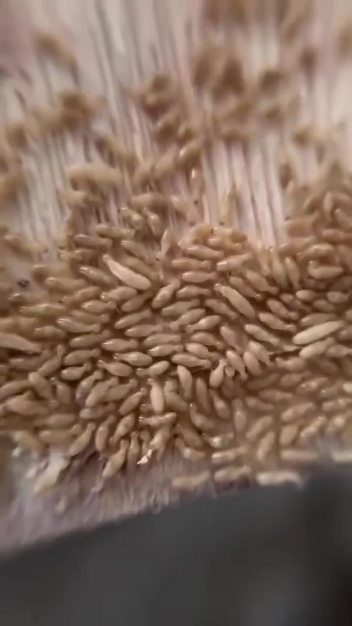 يوفر لكم ( مكتب الوسام المختص بكشف ومكافحه حشرة الارضه والقوارض بجهاز السونار) كوادر متخصصه لمكافحة حشرة الارضة .
💎كشف دقيق وموقعي. 
💎استخدام افضل انواع المبيدات المرخصة من قبل وزارةالصحة بدون رائحة وغير سامة  حيث ليس هناك الحاجة لاخلاء الموقع من سكانه .
💎ضمان خمس سنوات 
نقدم لكم الحل الأمثل لمشكلة الأرضة والنمل الأبيض، حيث نوفر جميع مبيدات فايروسيه الفعالة ونسعى لخدمة العملاء على أكمل وجه، وتقدم الشركة خدماتها في أسرع وقت وتمتلك حلول فعالة وعصرية وغير تقليدية، يتم رش المبيدات فايروسيه حسب مساحة المكان، كما يوجد خدمات خاصة للمنشآت الهامة مثل المستشفيات والبنوك والمساجد ودوائر الدوله الشركات الاهليه
💎لاتستخدم الكلوردين او النفط للمعالجة
لدينا مواد صديقة للبيئة تستخدم لمكافحة الارضة وليس فيها ضرر على الصحة العامة
تعمل كوادرنا في جميع محافظات العراق
وعلى مدار 24 
***********
***********
او مراسلة الصفحة
