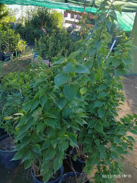 شجرة الجهنمية القَـزَمة الشجيرية – ديكور حدائق رائع بسعر 5000 فقط! 🌿

هل تريد نبتة قوية، مزهرة، وتضيف جمال فوري لحديقتك أو مدخل البيت؟
الجهنمية القزمة الشجيرية خيارك المثالي!

✨ المميزات:

🌸 إزهار غزير وطويل يستمر أغلب أشهر السنة.

🌿 نمو شجيري قَصير مناسب للأحواض، مداخل البيوت، والحدائق الصغيرة.

☀️ عاشقة للشمس وتتحمل الحرارة العالية جدًا.

💧 قليلة المتطلبات: لا تحتاج سقي كثير وتعيش بسهولة.

🎨 ألوان اصفر جميل و تضيف لمسة زينة مميزة.

💪 نبتة قوية وسريعة التكيف مع أجواء العراق.

💵 السعر: فقط 5000 دينار

للتواصل (*********** /***********)

 موقع المشتل ( الحساوية مجاور ملعب الشعب)

وقت العمل العصر فقط من الساعة 3 الى اذان المغرب
بأدارة محمد عماد 
📍
