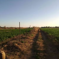 السجر • ٨دونم • طابو زراعي سند٢٥