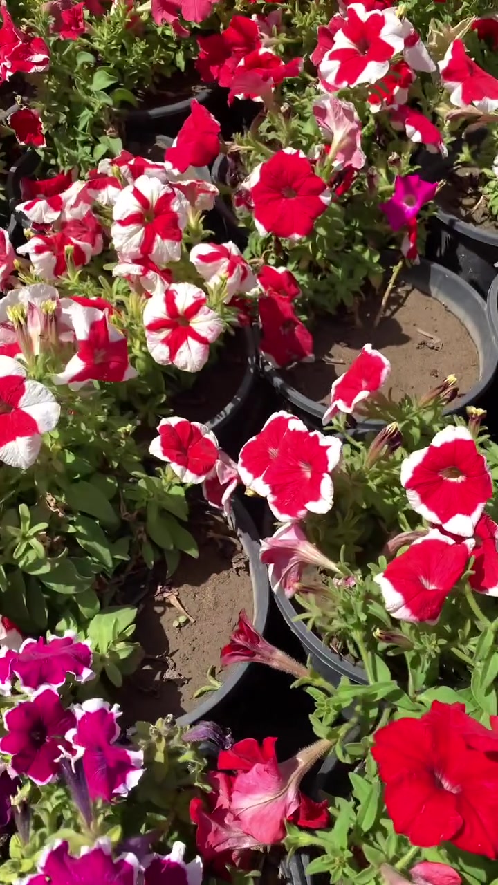 جمال البتونيا 🌸😍


**إذا كنت صاحب هذا الإعلان وتريد حذفه لأي سبب، رجاءا أرسل رسالة إلى الدعم الفني**
