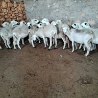 نعجة • نعاج للبيع • غنم • اغنام • ماشية • حيوانات • 24 نعجة