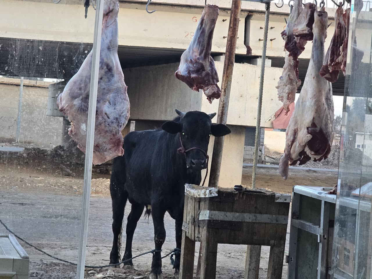 بسم الله على بركة الله
اللهم صل على محمد وآل محمد اليوم السبت 3/1من قصابية الياقوت ***********الكيلو 12000العرض انتها ابو 2كيلو 22
