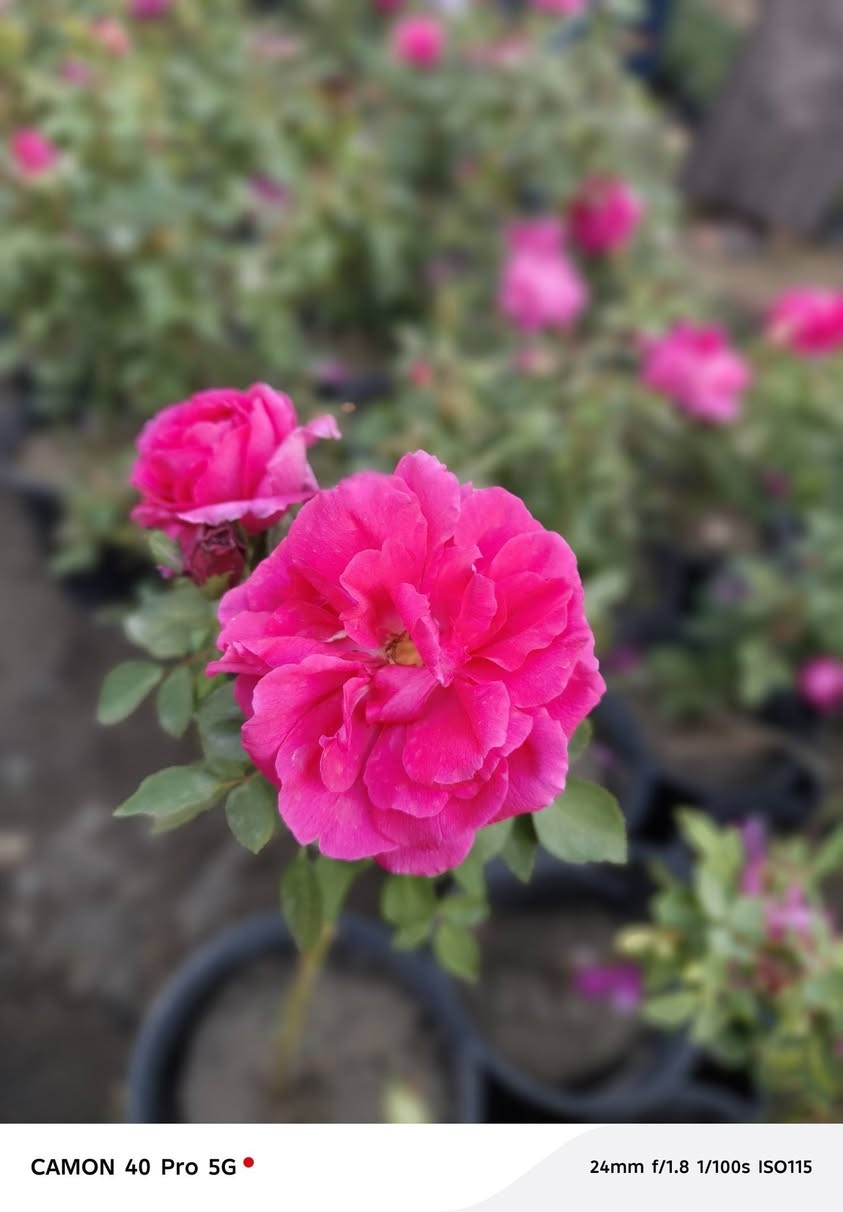 #وصول_الجوري_السلطاني_الفواح 😍

  زورونآإ تـ♥̨̥̬̩جـ♥̨̥̬̩دون مـ♥̨̥̬̩آإيسرگ♥̨̥̬̩مـ♥̨̥̬̩

#مشہتہلہ_الہناعہوريہ_لہنباتہاتہ_الہزيہنة👩🏻‍🌾
🏠﮼العنوان :-
#صلاح_الدين/#قضاء_الدور/#قرب_البانزينخانه

#للحجزوالتوصيل 🚘
يرجى الاتصال برقم الاستاذ سعيد☎️
‭+٩٦٤ ٧٧٠ ٢٠٥ ٥٩٦٤‬


**إذا كنت صاحب هذا الإعلان وتريد حذفه لأي سبب، رجاءا أرسل رسالة إلى الدعم الفني**