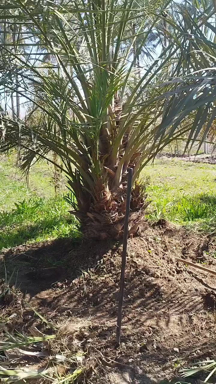 برحي مكتوم بريم
النجف الاشرف قضاء الكوفة 

***********
