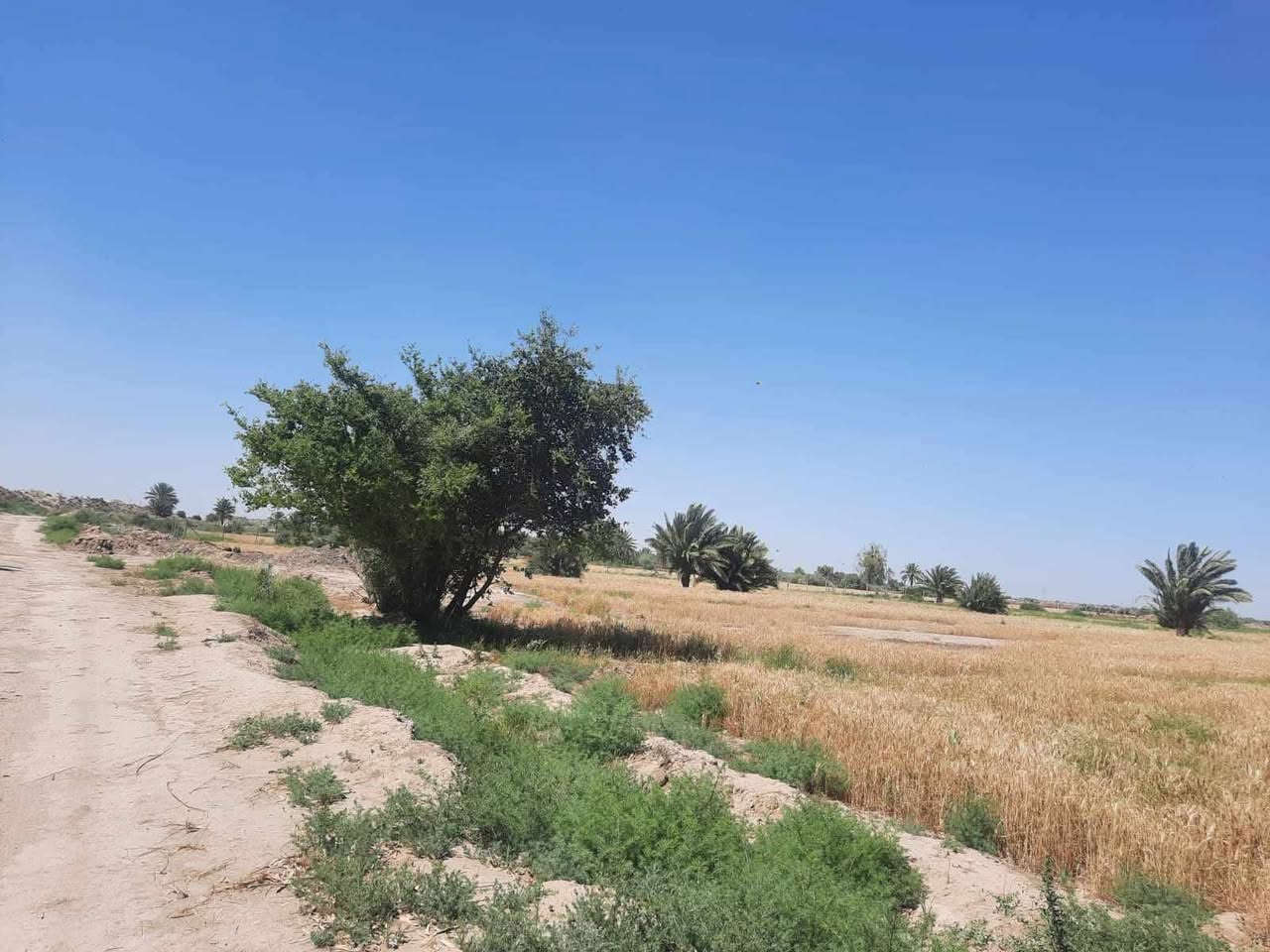 #بيع أرض زراعية:- المساحة: 21 دونم
- نوع الملكية: طابو زراعي (سند 25)، تحويل مباشر
- الموقع: الديوانية، طريق سنية مهناوية
- تفاصيل الموقع:
  - على حفار
  - على سيطرة وتنزل
  - تبعد 900 متر عن التبليط
- الخدمات:
  - كهرباء متوفرة
  - ماء من الحفار متوفر
  - طريق رسمي
- حالة الأرض: غير مزروعة حالياً (الصور من الموسم الشتوي)
- السعر: 4 مليون ونص للدونم الواحد
~~~~~~~~~~~~~
#متابعة_الصفحة
#نستقبل_جميع_عروضكم
———————————————————
🔺#للاستفسار الاتصال ع الارقام
 ارشد ***********📲 
 حسن *********** 📲  
او مراسله واتساب http://wa.me/+964*********** 📲  
—————————————————————
او زيارة مكتبنا من الساعة 3 الظهر الى 8 مساء
🔺مكتب دره المشرق للاستثمار والتطوير العقاري 
🔺العنوان:-حي الجزائر الشارع العام قرب مأكولات تشرين
