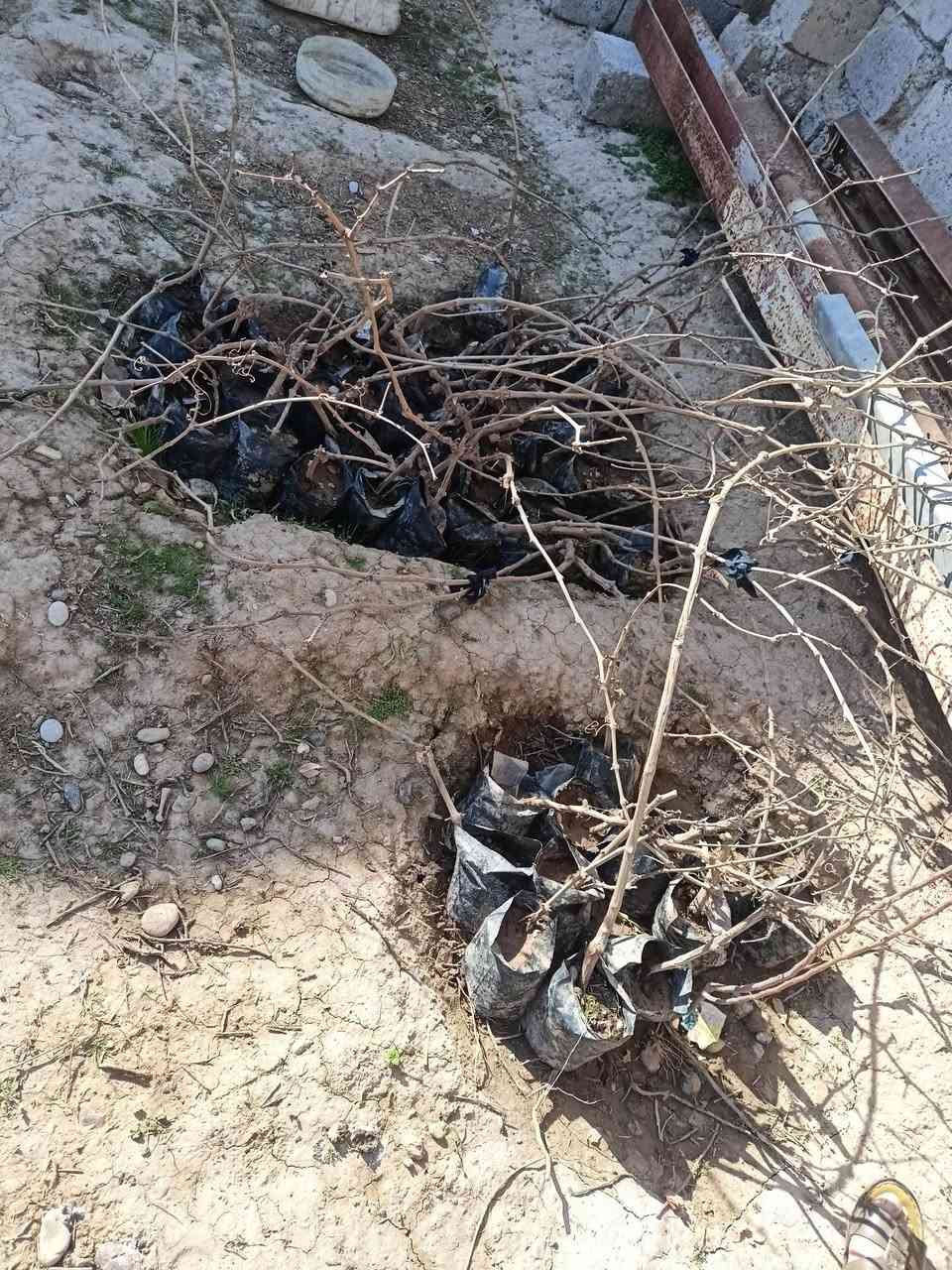 سلام عليكم يوجد شجر عنب نوعين
عنب اسود وعنب كشمشي
مكان حاج علي
يرهم شلع ويرهم مفرد وكله شرط
***********
