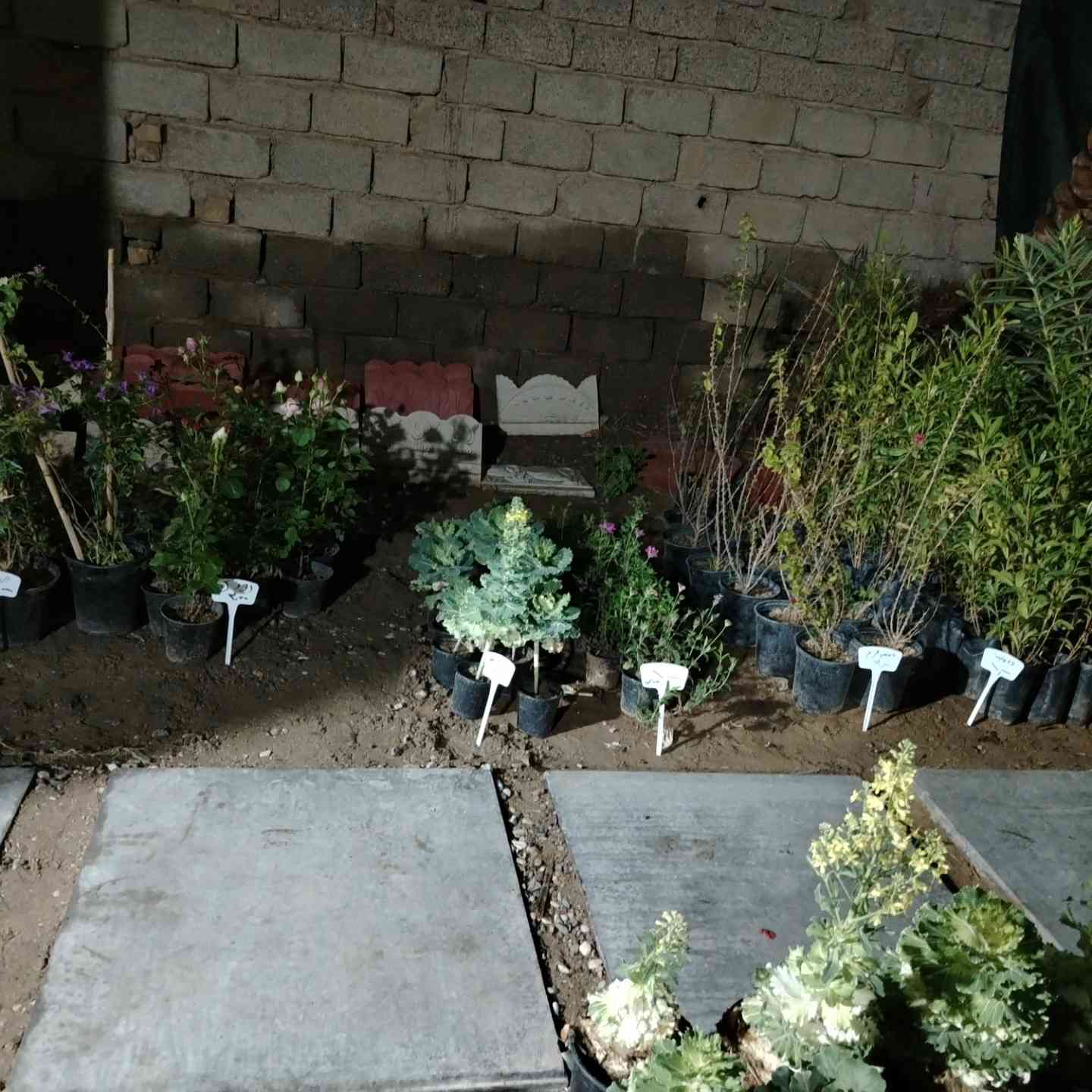 #مشتل_الود #الوجيهية_شارع_الاطباء
متوفر خدمة توصيل


**إذا كنت صاحب هذا الإعلان وتريد حذفه لأي سبب، رجاءا أرسل رسالة إلى الدعم الفني**