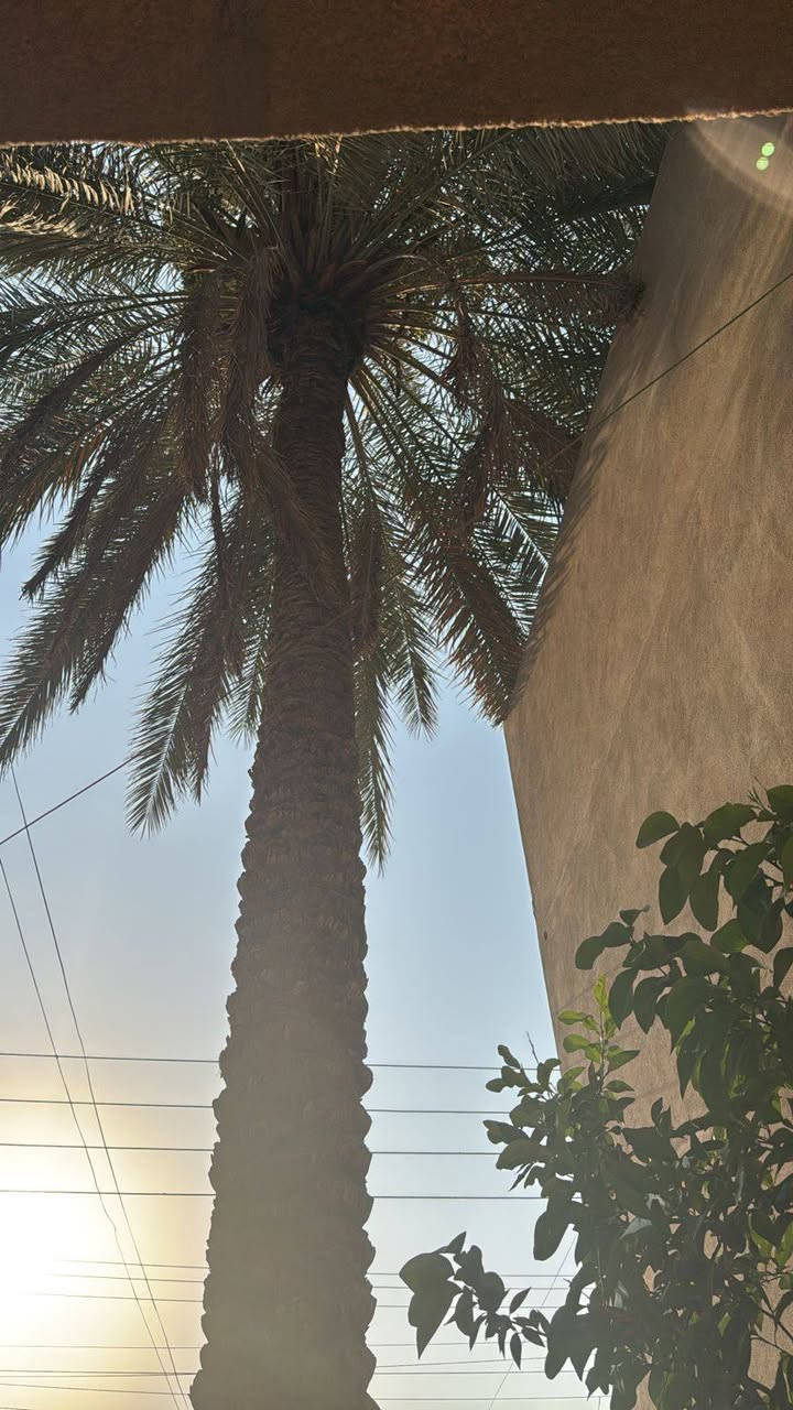 السلام عليكم مستعدون لتقليم وتكريب وتنظيف الاشجار والنخيل العالقة في الكهرباء ويشمل نقل الانقاذ ***********
