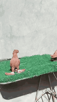 طيور • زوج • نجف