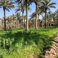 بستان زراعي • ٢٠ دونم • ابو غريب