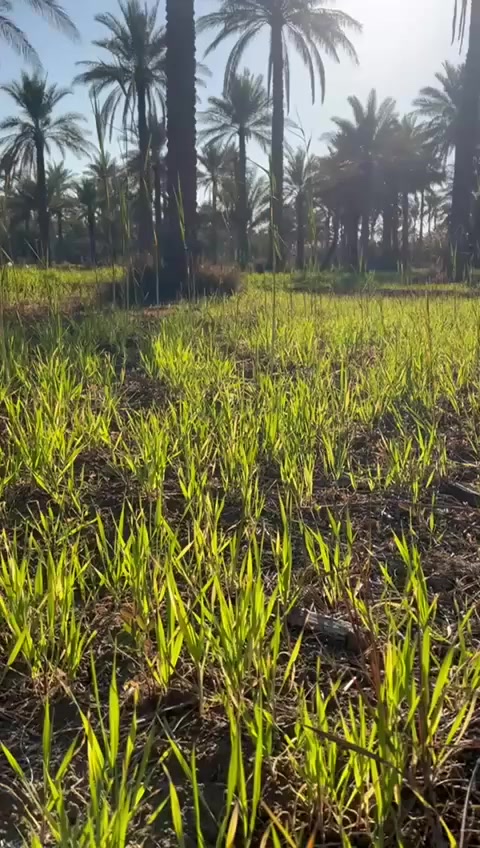 سلام عليكم.....
يوجد دونمين للبيع طابو سند 25 ....العنوان  كربلاء طريق اطوريج قرب المعهد التقني...يتوفر كافه الخدمات ...الاستفار اكثر  يتم الاتصال على الرقم الاتي....***********
اوالتواصل مع الشخص حمزه الكربلائي
