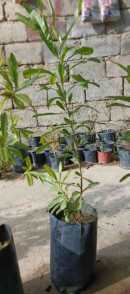 تم وصول وجبه من 🔥اس🔥 بغداد واس الموصل وبي احجام مختلفه🌳
اس بغداد كبير 1500 💎
اس بغداد وسط ب1000 💎
اس الموصل كبير ب3000💎
اس الموصل صغير ب2500💎
شكراً لاختياركم #مشتل_دوميز
جـمـال حـديـقـتـك🖤 يـبـداء مـن مـشـتـل دومـيـز🌳
♦ العرض مستمر لحين.انتهاء الكميه💎
          💞#مشتل_دوميز💞
♦موصل الايسر •حي الساهرون
♦🔥🖤━شارع_✘✘_المولدات━🩵🔥
       موصل الايسر #حي_الساهرون شارع المولدات
♦✧════•❁❀❁•════✧
للحجز والاستفسار واتساب فايبر
♦***********
✧════•❁❀❁•════✧
متوفر توصيل داخل #الموصل_الحبيبه🩵🫂
♦***********واتساب فقط

#مشتل_دوميز #نباتات_منزلية #نباتات_داخلية #تجهيزات_زرع #نباتات_الموصل #ديكور_نباتي #عشاق_النباتات #نباتات_ظل #نباتات_زينة #موصلنا_خضرا #نباتات_للبيت #تنسيق_نباتات #هدايا_خضراء #نباتات_وعناية #AL_MOSUL
