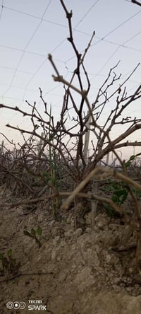 بيش عنب+اسود +زيتوني حلواني+ اتصال ‏‪07819885535‬‏