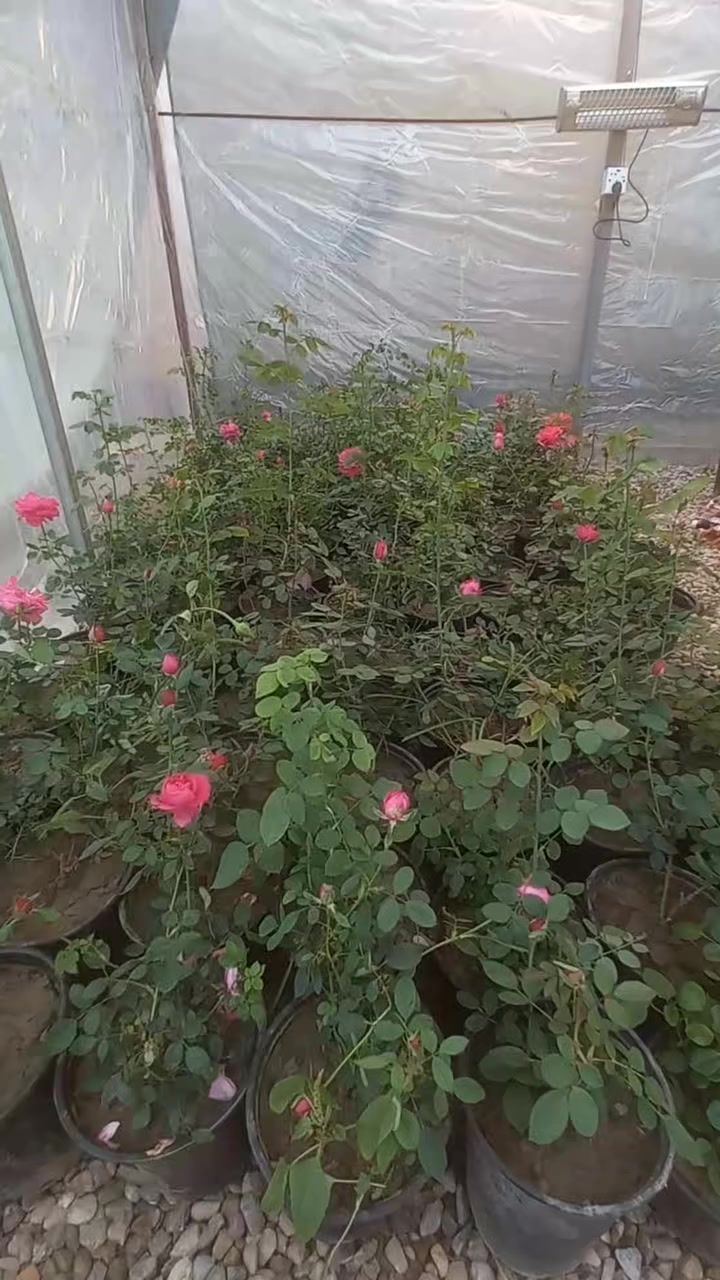 جوري سلطاني


**إذا كنت صاحب هذا الإعلان وتريد حذفه لأي سبب، رجاءا أرسل رسالة إلى الدعم الفني**