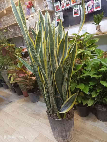 الانبار الرمادي العزيزية من جهة شارع العام  شارع ميسلون ثالث فرع على اليسر  محل داخل الفرع  *********** ... يوجد توصيل داخل الرمادي. @الجميع
