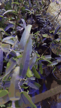 بسم الله الرحمن الرحيم  تتوفر شتلات من الكالبتوز الليموني  اوراقه معطر...