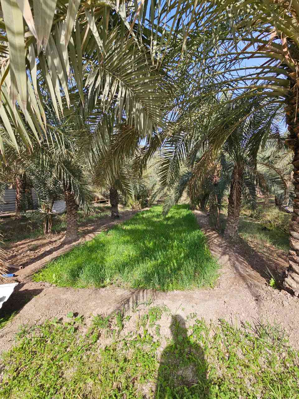 بستان للبيع مساحة دونمين و١٥٠م في ابوالخصيب حمدان طابو صرف تحويل ***********# ارض عامره ومزروعه جاهزه للاخير....نسستقبل كافه العروض لديكم أعزائي ابو الخصيب, البصرة
