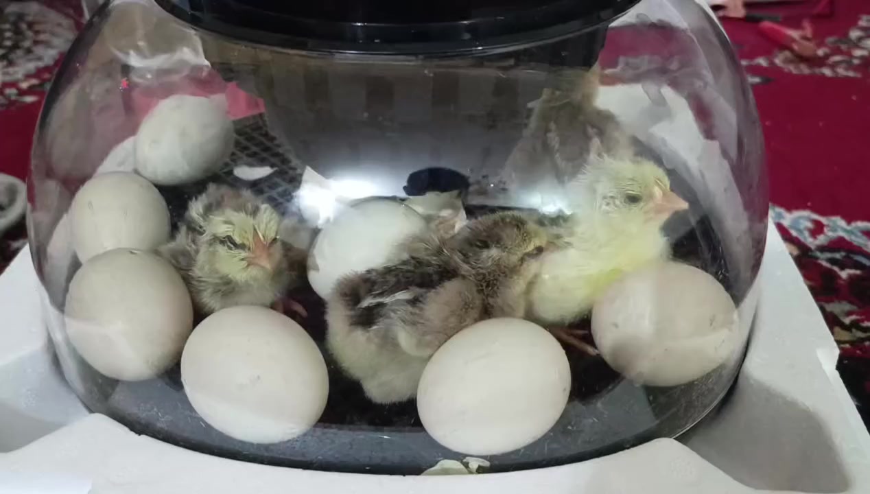 فقاسه ١٢بيضه استخدام مره وحده جديد


**إذا كنت صاحب هذا الإعلان وتريد حذفه لأي سبب، رجاءا أرسل رسالة إلى الدعم الفني**