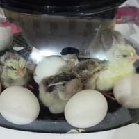 فقاسة • ١٢ بيضة • استعمال مرة