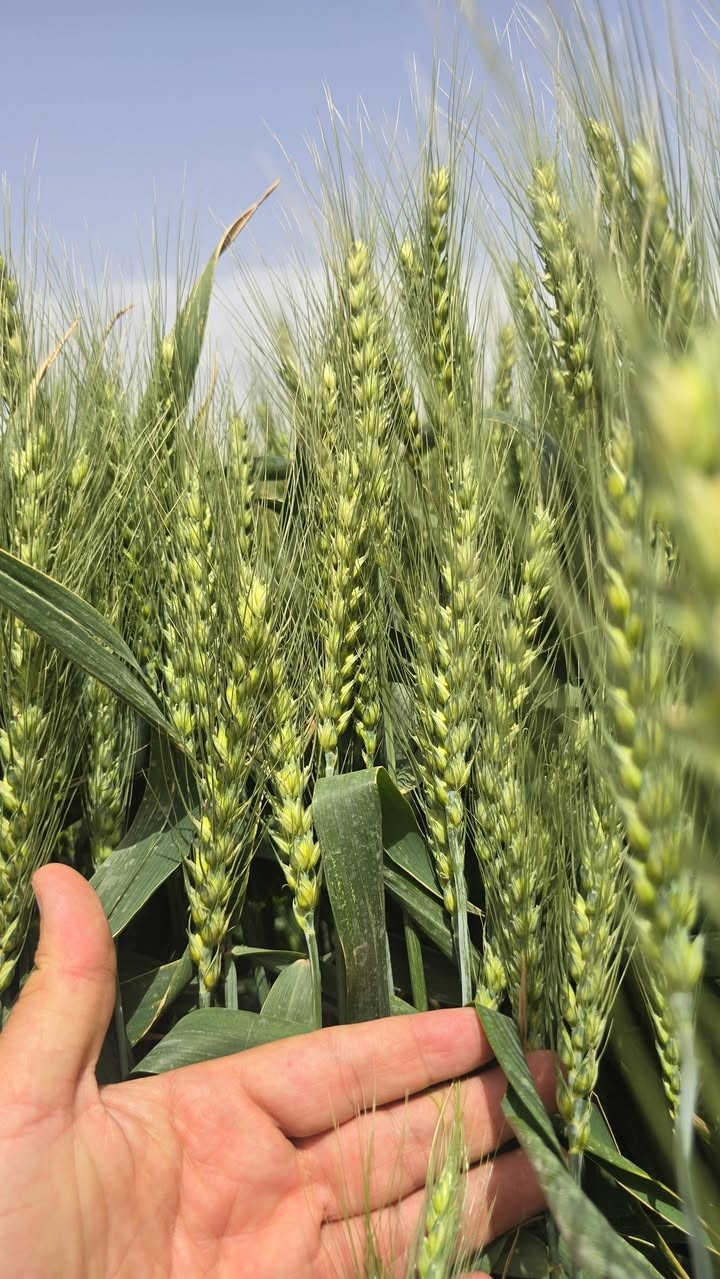 السلام عليكم إخواني المزارعين الكرام. لمن لديه أي استشارة أو مشكلة تخص المحاصيل الزراعية في هذه الأيام، سواء كانت متعلقة بالتسميد أو الري أو الإصابات أو غيرها من المشاكل التي قد تصيب المحاصيل، فإن هواتفنا متاحة لخدمتكم في كل وقت. شركة السنابل الذهبية ستبقى معكم حتى الحصاد.
***********
***********
