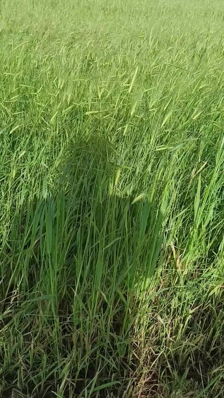 عندي ضمان برسيم وشعير مكان قرب شركه النفط ‏‪***********‬‏ للتوصل
