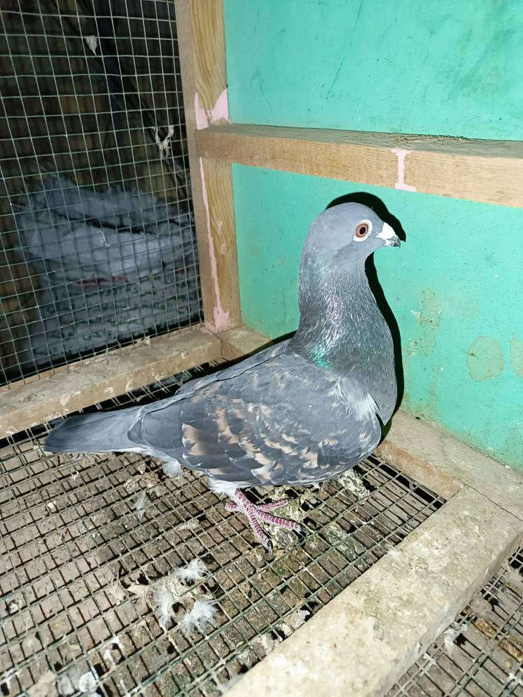 متاح فحل دميري مضرب بفخاري طير كلش حلو السعر 10ألف بغداد مدينه الصدر متاح واتساب ***********
