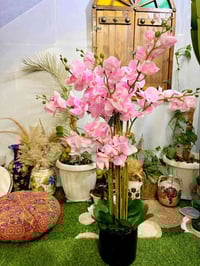 شجرة ورد • ارتفاع ١م • ديكور يخبل