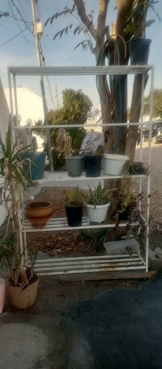 ئەم میزی گوڵەبۆفرۆشتن شتکی؟جوانوتۆکمە 5قاتە شیۆن سمود؟سەعری 60هه زار***********
