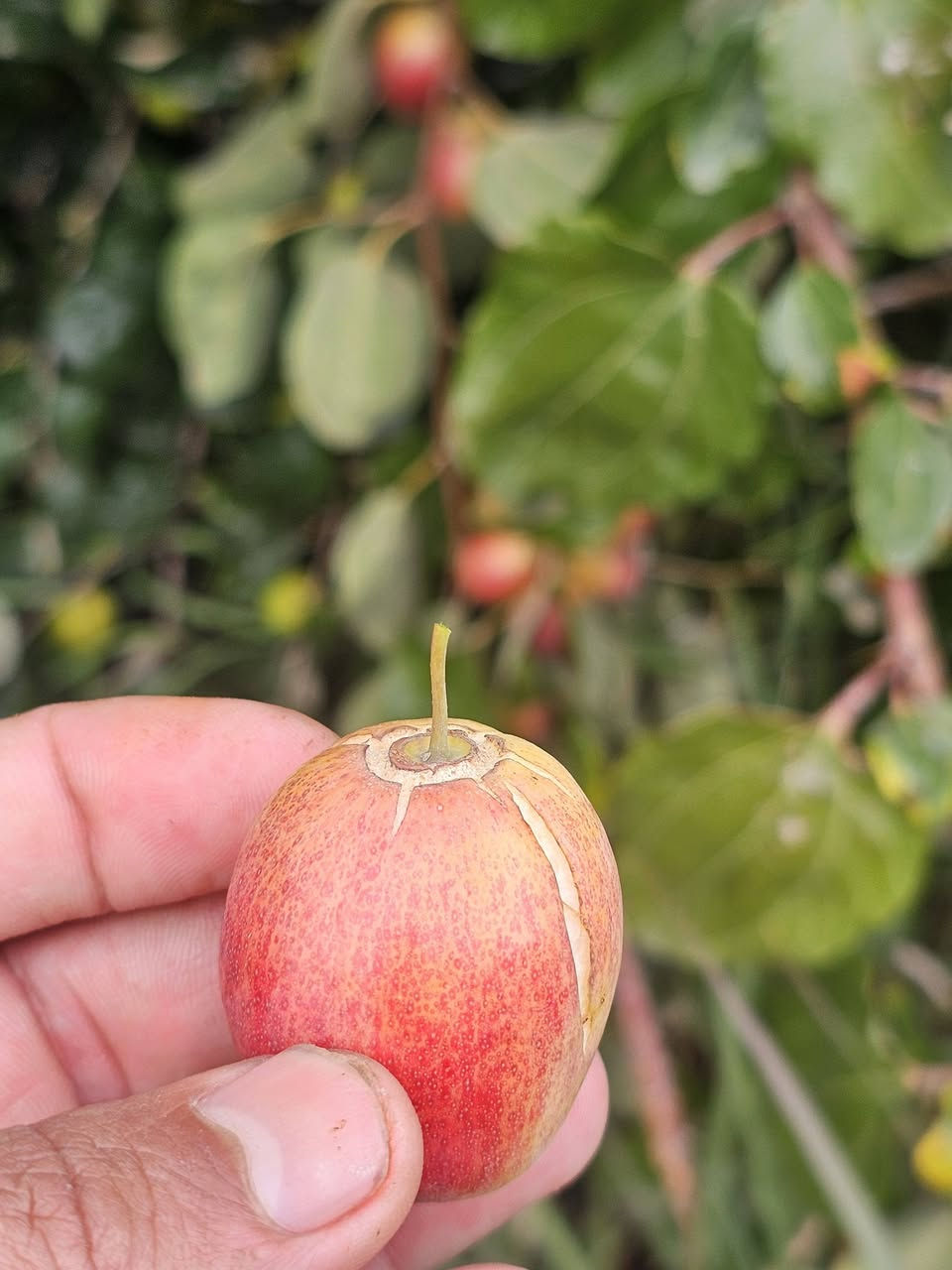 السلام عليكم
اي شخص يريد تطعيم يتواصل وياي 

وبسعر مناسب 

والي يريد فقط أقلام 

يجي ياخذ بلاش

وانه خادم 

مكاني بالناصريه الغراف 

***********
