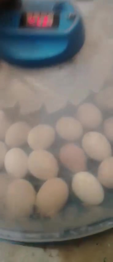 🐣وه جبه ی نوێ هاته وه 
 هەڵهێنەری  هێلکەیی الاصلی فول ئۆتۆماتیک 🐣 
_ بۆهەموو جۆرە هێلکەیەک دەبێت ، تەنها هێلکە خستنە ناو
   هەڵهێنەرەکە لەسەرتۆیە پێویست بە هیچ رێکخستنێکی 
   بەرنامە و کاری دەستی ناکات.

85هیڵکه

_ مۆدی هەموو جۆرە هێلکەیەکی لەسەرە شاشەکە هەیە.
_ سیستەمی ئاوی ئۆتۆماتیک و کارەبای .
_ ڕێژەی شێ ، پلەی گەرمی ، خولانەوەی هێلکە ئۆتۆماتیک .
_ بەکارەبا و بە پاتری کاردەکات
   لەگەڵ دایە .
_ پێویستی بە 50وات کارەبا هەیە .
_ ژمارەی ڕۆژەکان لەسەر شاشە نیشان دەدات .
_ کامل ئەدەواتی جوجکەی لەگەڵ دایە .
  🚗 گەیاندن بێ بەرامبەرە بۆ سەرجەم بۆ هەموو عێراق
*********** .
