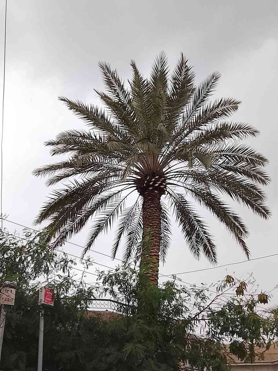 السلام عليكم 
صاعود نخيل 
(تنظيف )(تكريب)( تلقيح) (معالجةالنخيل بالمبيدات )
( ربط نشرات ضوئية )
مثل ما واضح بالصور
للاستفسار اكثر الاتصال على الرقم التالي 
*********** واتساب 
*********** واتساب 

فضلاً وليس أمراً الي يكدر يخلي لايك حتة المنشور يصعد والناس تستفاد منه 
#احمد الجبوري
