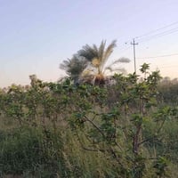 دونم زراعي • تين ونخل • خلف الصقر