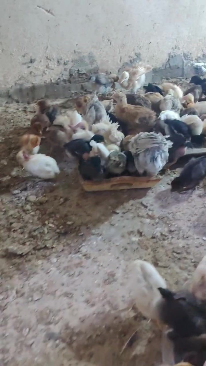 السلام عليكم كتاكيت عرب وجاج للبيع مكاني بعقوبه الرحمه واتساب فقط ***********
