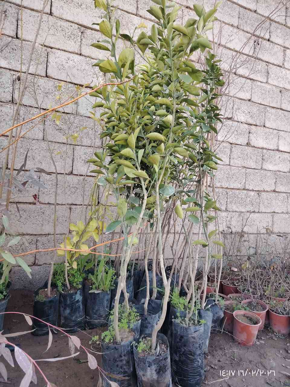 الســـــــــــلام عليكم..... 🌹🌹🌹
متوفر لدينا اشجـــــــــــار

🏡كوجة لون اســــــــــــود ارتفاع مترونص سعر 6الاف

🏡كوجة لون  احمـــــــــــر ارتفاع مترونص سعر 6الاف

🏡تفــــــــاح شرابي ارتفاع متر ونص سعر 6الاف

🏡مشمش اصفر ارتفاع متر ونص سعر 6الاف

🏡عرمـــــــــــوط ارتفاع مترين سعر 6الاف

🏡رمـــــــــــان حلبجة ارتفاع متر سعر 4الاف

🏡كالبتـــــــــــــوس ارتفاع متر سعر الف دينار

🏡برتقال ارتفاع متر ونص سعر 6الاف

🏡اس بغداد سعر 500دينار

#العنوان ناحية النمرود  قرية شنــــــــــف 

***********
