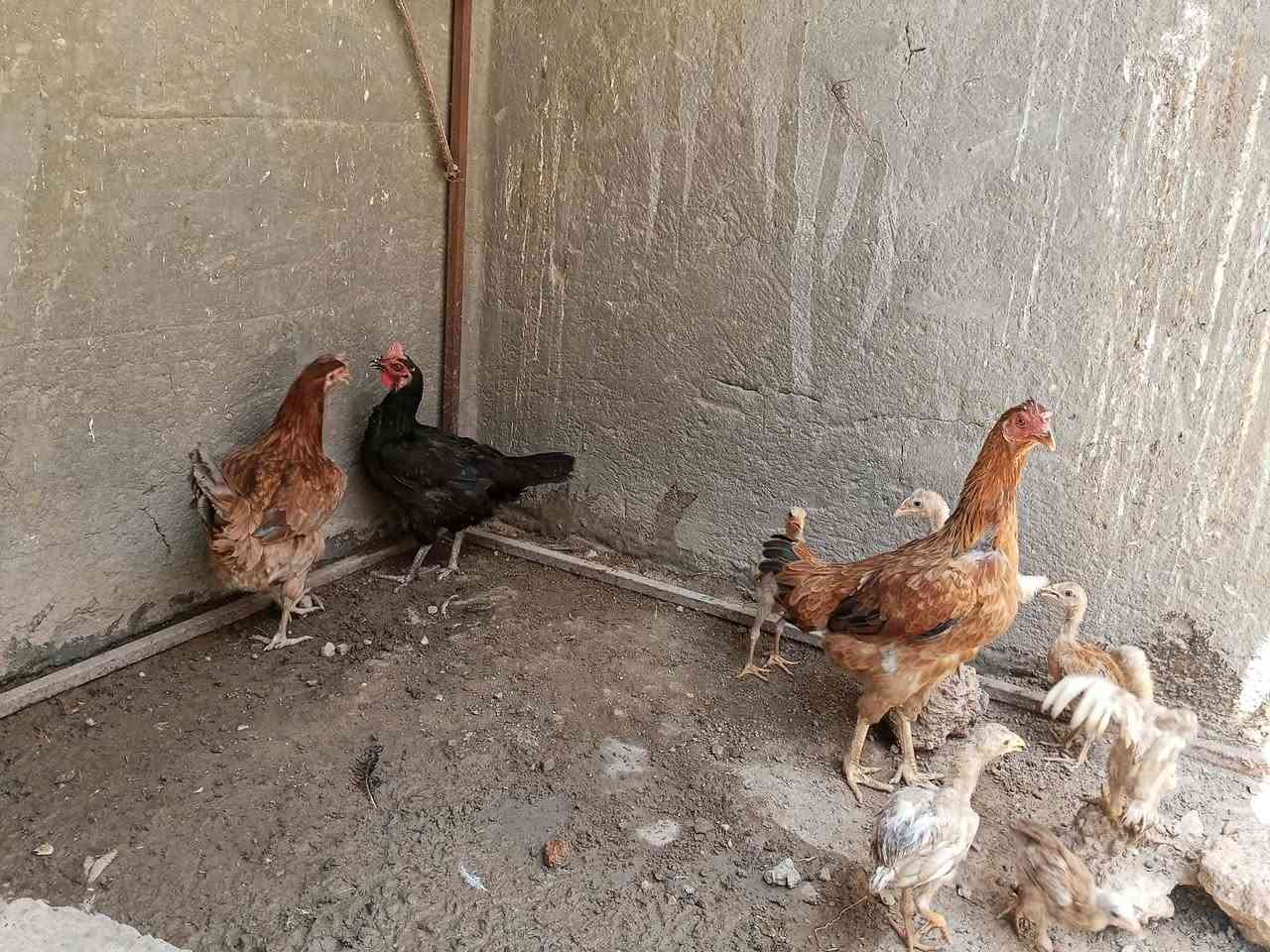 للبيع ديج كوجي 
دجاجات عرب نثايه بياضات العدد3
بسعر مناسب


**إذا كنت صاحب هذا الإعلان وتريد حذفه لأي سبب، رجاءا أرسل رسالة إلى الدعم الفني**