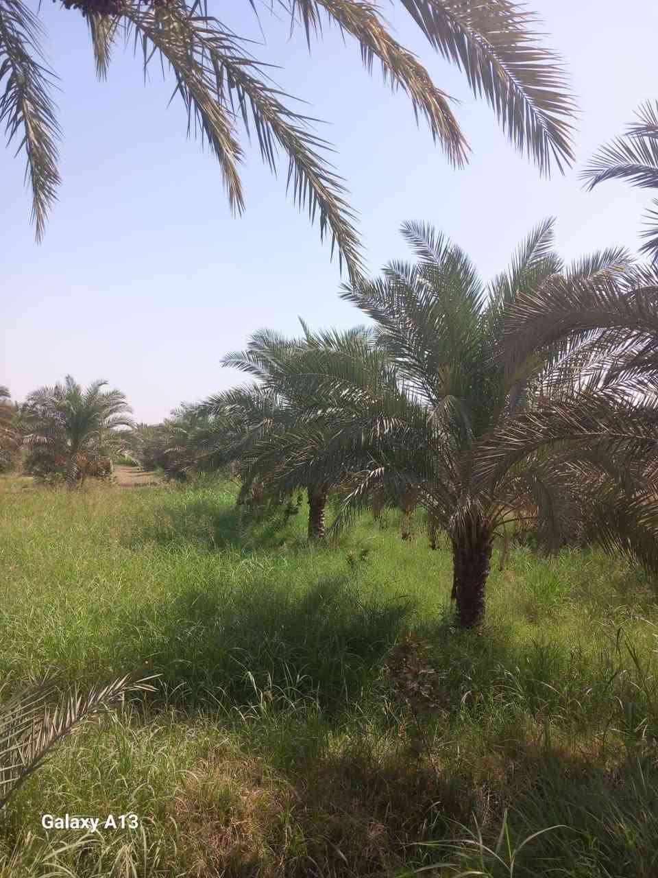 قطعة ارض للبيع
المساحة 5 دونم تحتوي على 180 نخله مع فسيل جاهز للقلع و80 تينه ملونه والوسط جت ومضخة كهربائيه شط الفرات 

على طريق ام خشم المحاجير الشرقية 

تصلح مشروع تجاري ..بيع مستعجل

للاستفسار على الرقم 

***********
