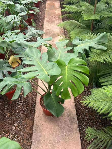 _ تحية طيبة متابعينا الكرام

-  مجموعة من صور النباتات الظليه المتوفره داخل مشتل الأميال
متوفر(  جملة ومفرد) 
 - 
_ للاستفسار *********** 

#اعلاف _أسماك 

#مشتل _الأميال

ميسان _مغربه _مقابيل حي المعلمين الجديد_قرب شرطه k9 🚓🐕‍🦺

أهلا وسهلا بكم في مشتل الأميال 🛖⛲
