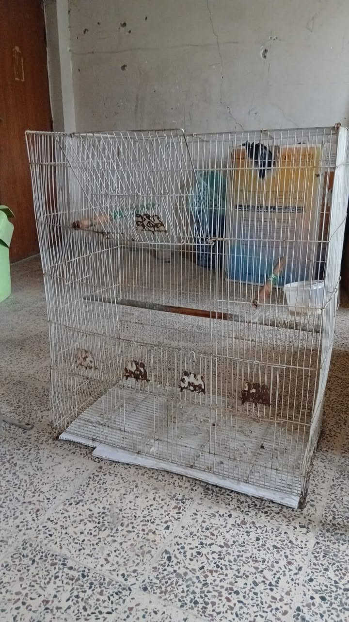 السلام عليكم اقفاص للبيع كلش نضيفات مابيهن اي ضرر ثنين خشب واحد حديد الخشب الواحد ب12 وبي مجال الحديد كبير ب25 وبي مجال المكان الامين الثانيه حي المعلمين قرب مرطبات زمزم


**إذا كنت صاحب هذا الإعلان وتريد حذفه لأي سبب، رجاءا أرسل رسالة إلى الدعم الفني**